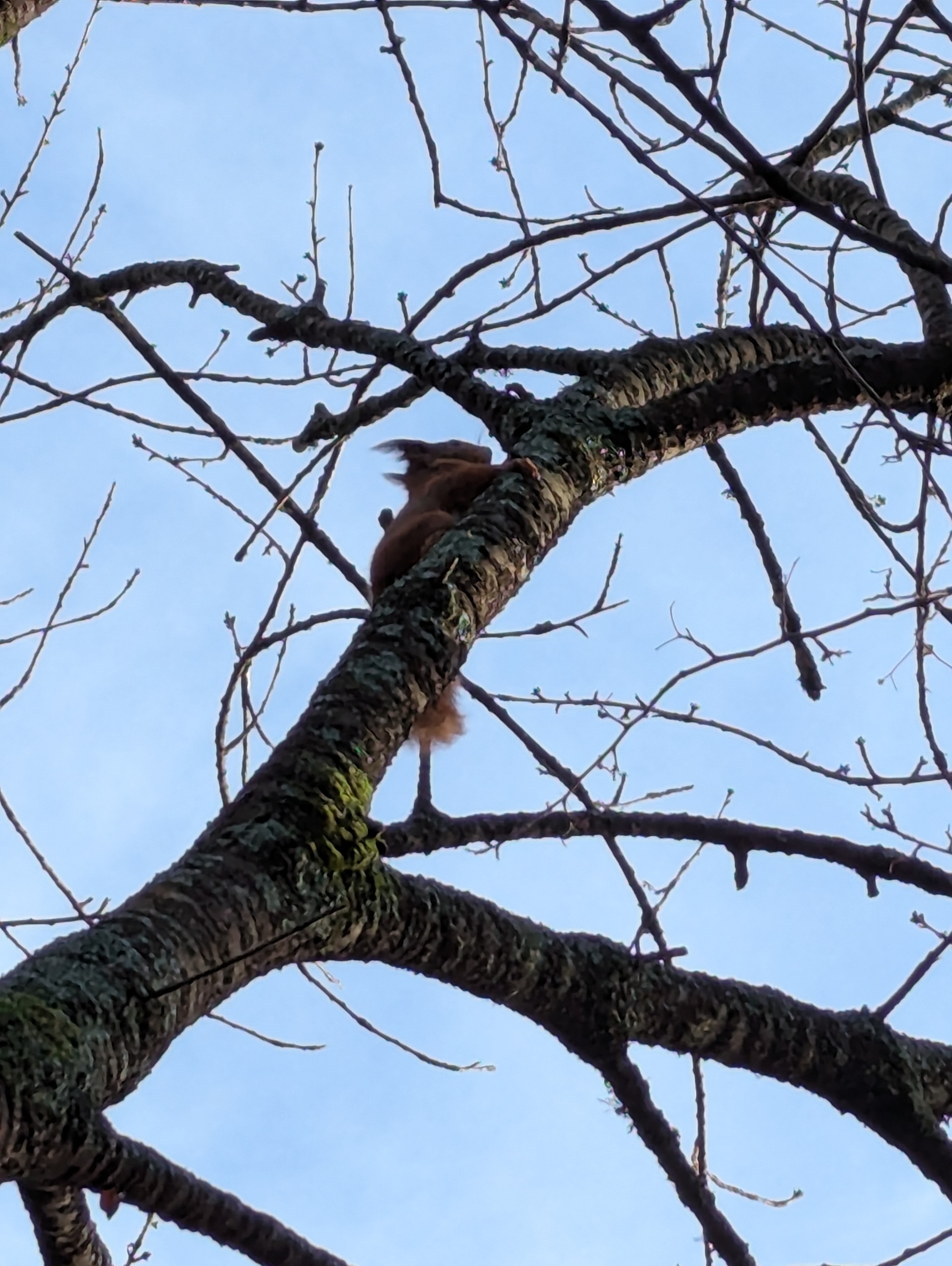 A red squirrel in a tree.