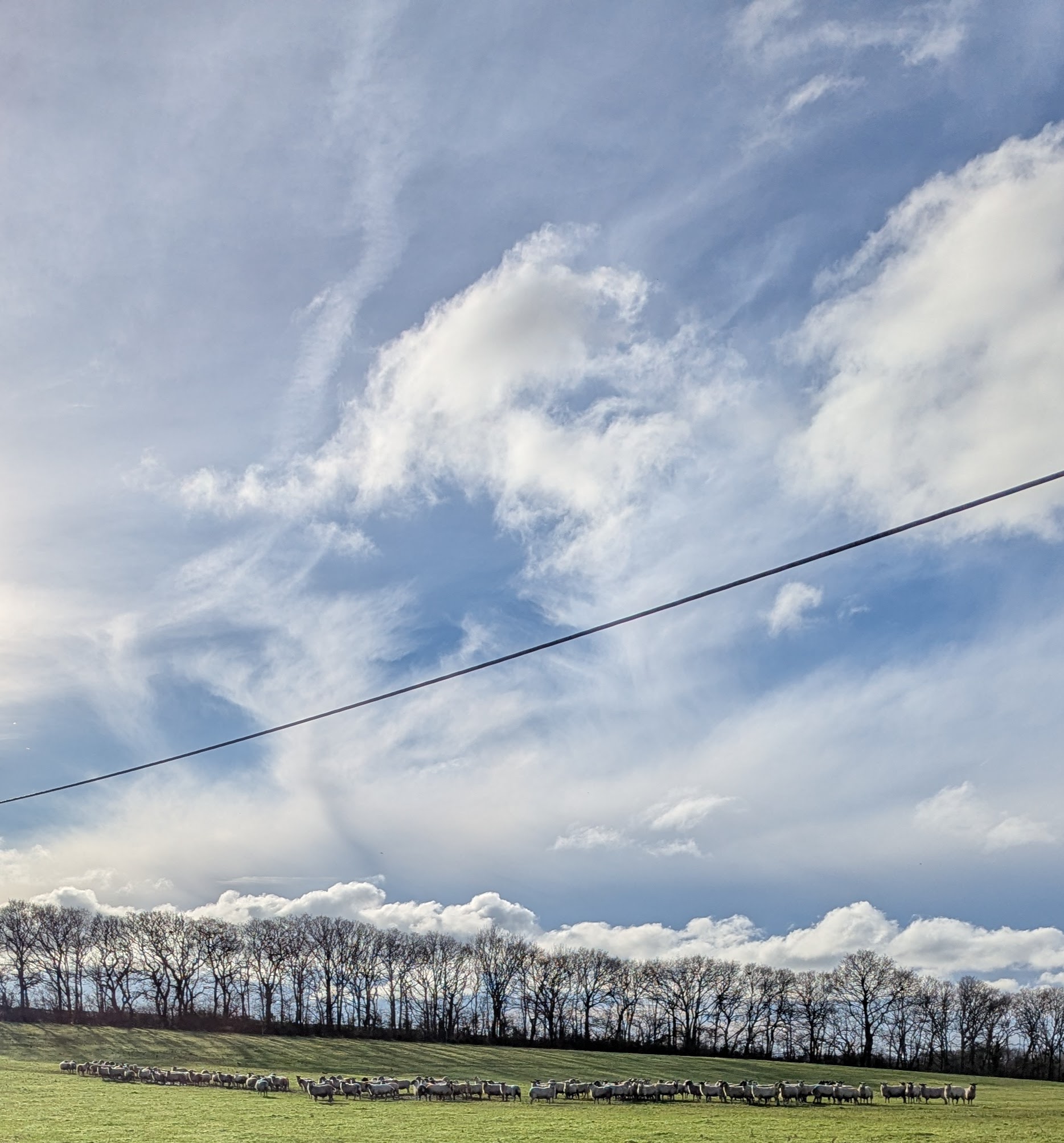 A field of sheep in the winter sunshine with a stand of trees behind them.