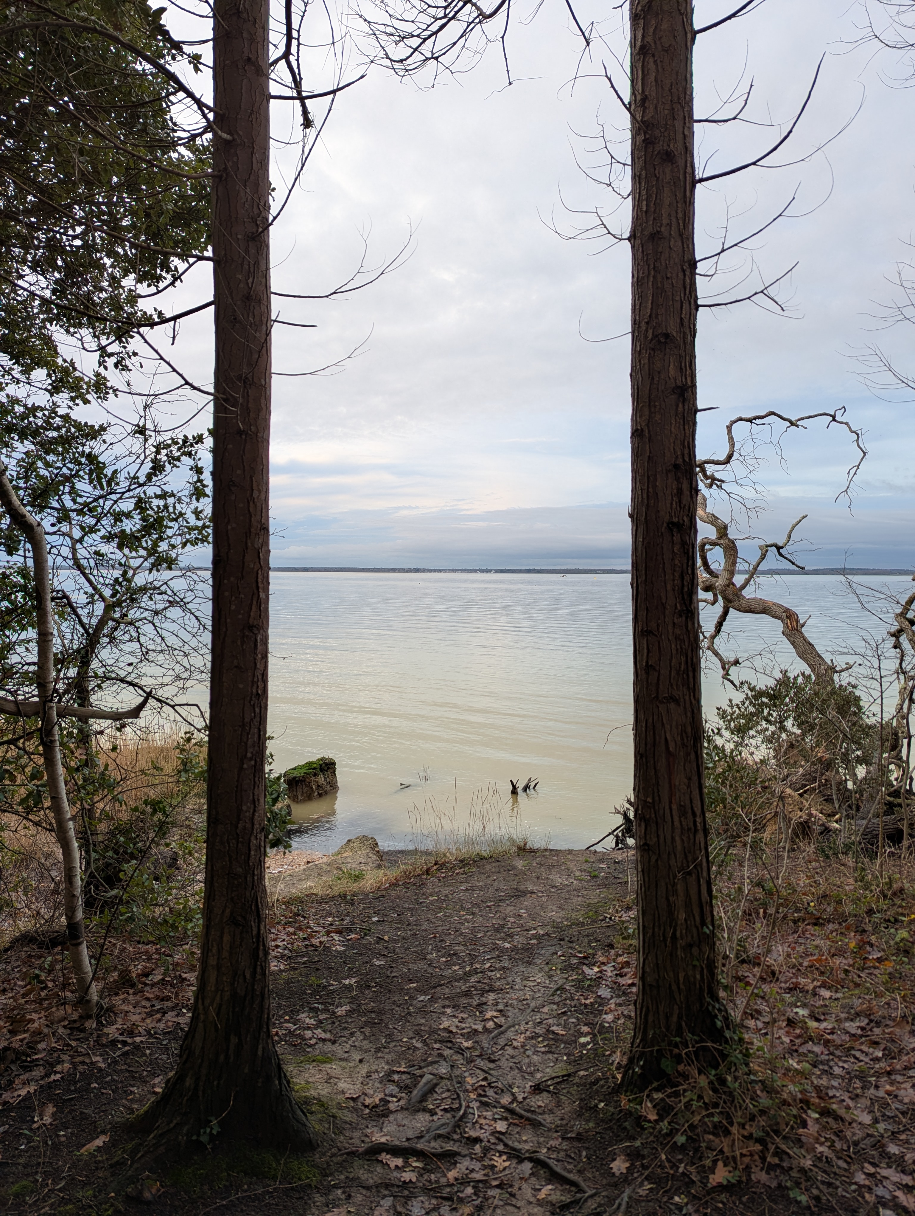 Two trees providing a view of the Solent, grey and peaceful.