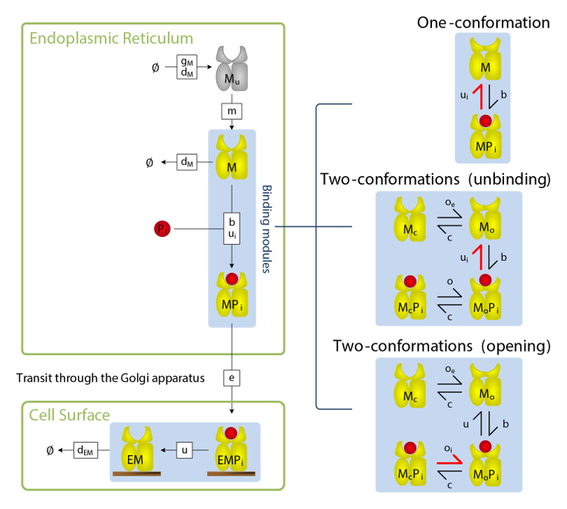 Diagram of a mathematical model of MHC peptide selection